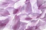 Nei petali viola di Clematis