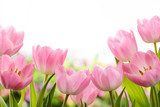  Perfetti tulipani primaverili