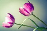 Duo di tulipani in rosa  
