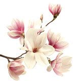 La magnolia eminente – Il bianco e la classe