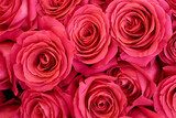 Il tappeto di rose in colore rosa