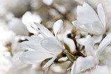La nostalgica magnolia bianca.