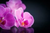 La bellezza chiusa nella orchidea.