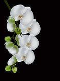 La delicatezza di orchidea bianca.