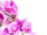La delicatezza delle orchidee