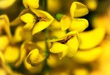 Fiore pieno di giallo radiante