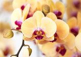 Bella orchidea gialla