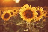 Calore dorato di girasoli al tramonto