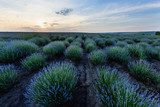 Campo di lavanda al tramonto aperto