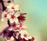 Dettaglio di fiori di ciliegio primaverili