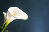 Eleganza pura di una calla bianca
