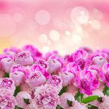 Esplosione di Peonie Rosa