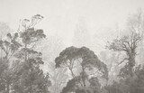Foresta avvolta in nebbia grigia