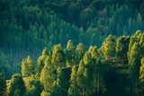Foresta verde in colline soleggiate