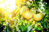 Frutti d'oro in luce calda