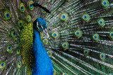 Iridea Blu di un Pavone Elegante