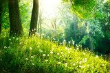 Luce dorata tra i soffioni