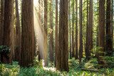 Luce tra i giganti silenziosi