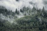 Nebbia tra gli abeti selvaggi