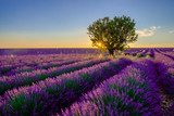 Oasi di lavanda al tramonto