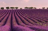 Onda di Lavanda al Tramonto