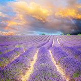 Orizzonte di lavanda al tramonto con arcobaleno