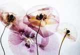 Petali di luce in trasparenza eterea