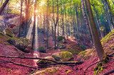 Riflessi dorati nel bosco autunnale