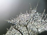 Scintille di rugiada e trasparenze