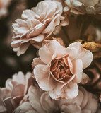 Sfumature di rose in tenue abbraccio