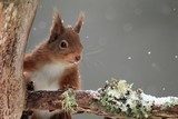 Sguardo curioso nell'inverno silente