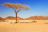 Silenzio nel Deserto Ardente
