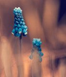Sussurri di primavera in tonalità blu