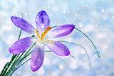 Sussurro primaverile tra petali viola