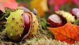 Tocco di autunno tra castagne e foglie