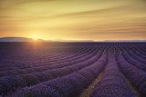 Tramonto dorato sul campo viola