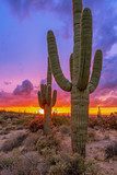 Tramonto nel deserto con cactus maestosi