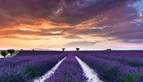 Tramonto oltre campi di lavanda
