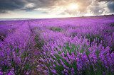 Tramonto su campo di lavanda