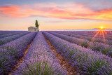 Tramonto sulle distese di lavanda