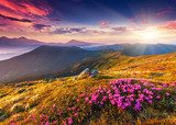 Tramonto sulle Dolomiti con fiori in primo piano