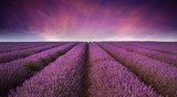 Tramonto tra filari di lavanda