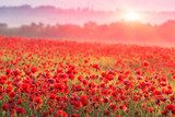 Tramonto tra papaveri infuocati