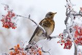 Uccello invernale su ramo ghiacciato