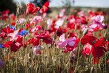 Vibrante energia di un campo in fiore