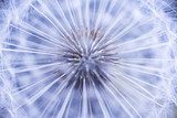 Vortice radiale di soffioni in blu