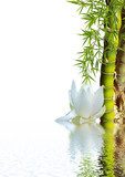 Zen vibrante tra loto e bambù