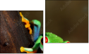 Dittico