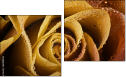 Dittico