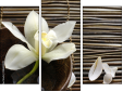 Trittico